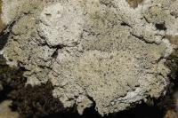 Diploschistes scruposus