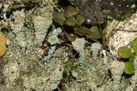 Cladonia pyxidata