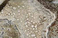 Ochrolechia parella