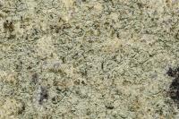 Lecanora orosthea