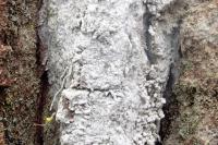 Sporodophoron cretaceum