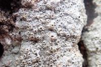 Thelotrema lepadinum