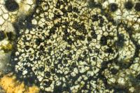 Buellia aethalea