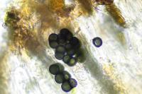 Buellia aethalea