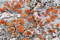 Blastenia ferruginea