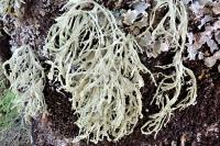 Ramalina farinacea