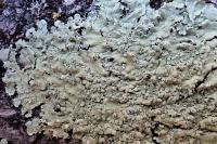 Flavoparmelia soredians