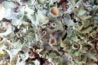 Pleurosticta acetabulum