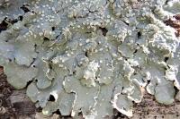 Punctelia subrudecta