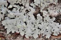 Physcia tribacioides