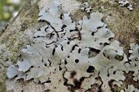 Hypotrachyna afrorevoluta