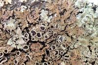 Physconia distorta var. distorta