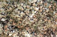 Squamarina cartilaginea