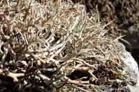 Cladonia furcata subsp. furcata