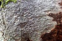 Graphis betulina