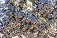 Scytinium turgidum