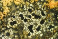 Rhizocarpon reductum
