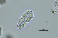 Rhizocarpon reductum