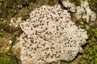 Trapelia coarctata