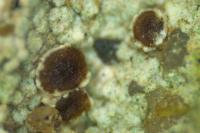 Trapelia coarctata