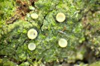 Coenogonium pineti