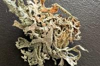 Evernia prunastri