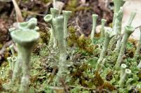 Cladonia fimbriata