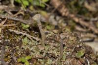Cladonia fimbriata