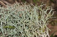 Cladonia furcata