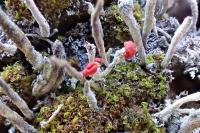 Cladonia macilenta