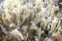 Cladonia cenotea