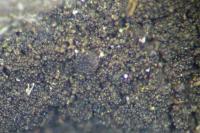 Placynthiella icmalea