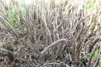 Cladonia subulata