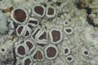 Lecanora chlarotera