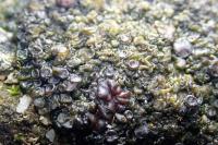 Enchylium tenax