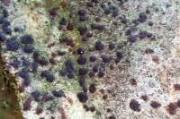 Diarthonis spadicea