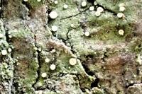 Coenogonium pineti
