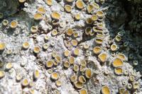 Caloplaca cerina