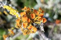 Teloschistes chrysophthalmos