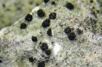 Clauzadea monticola