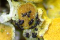 Arthonia parietinaria
