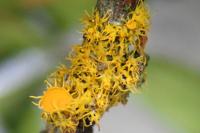 Teloschistes chrysophthalmos
