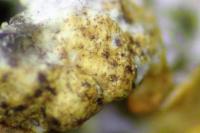 Telogalla olivieri