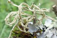 Ramalina farinacea