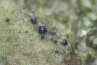 Arthopyrenia cinereopruinosa var. cinereopruinosa