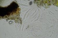 Arthopyrenia cinereopruinosa var. cinereopruinosa