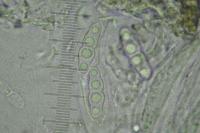 Arthopyrenia cinereopruinosa var. cinereopruinosa