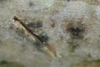 Arthopyrenia cinereopruinosa var. cinereopruinosa