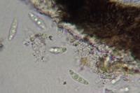 Arthopyrenia cinereopruinosa var. cinereopruinosa
