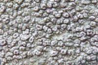Pertusaria hymenea